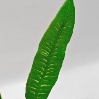 Deparia lancea variegata Deparia lancea variegata