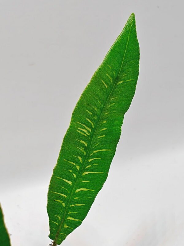 Deparia lancea variegata Deparia lancea variegata