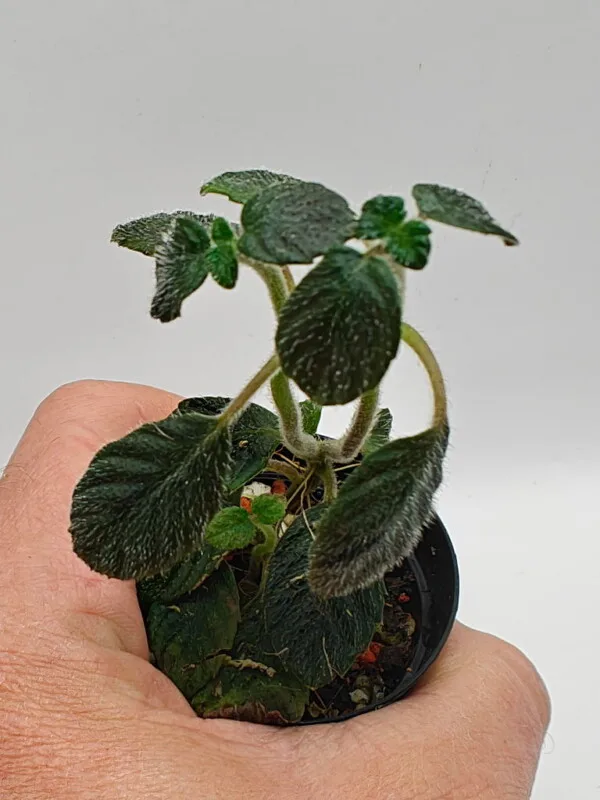 Diastema sp Ecuador