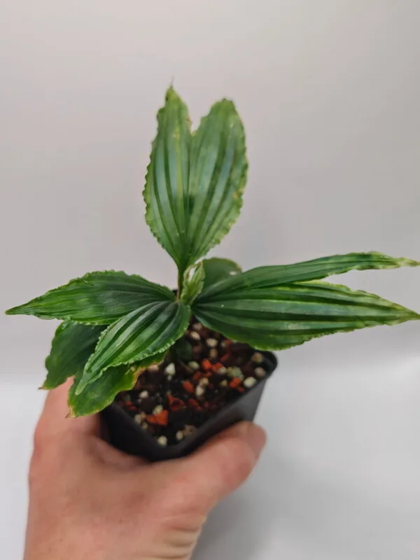Dicranopygium cuatrecasianum Dicranopygium cuatrecasianum