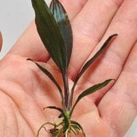 Dicranopygium guna yala seedling