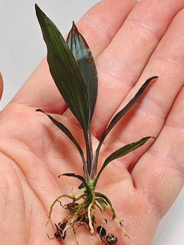 Dicranopygium guna yala seedling