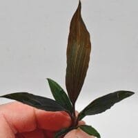 Dicranopygium guna yala seedling