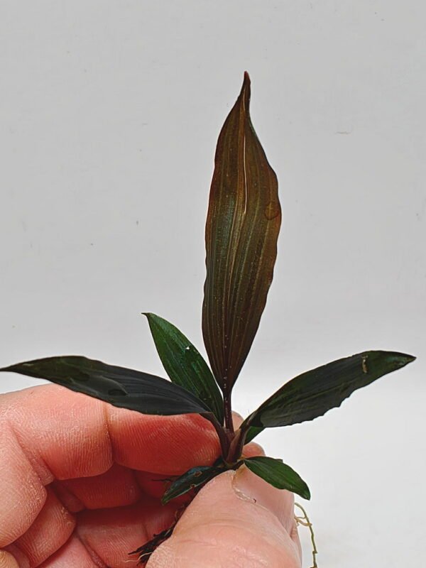 Dicranopygium guna yala seedling