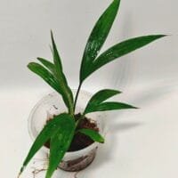 Dicranopygium sp Green