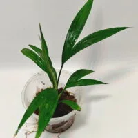 Dicranopygium sp Green Dicranopygium sp Green