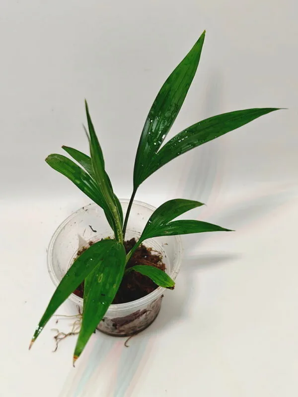 Dicranopygium sp Green Dicranopygium sp Green