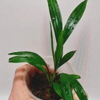 Dicranopygium sp Green