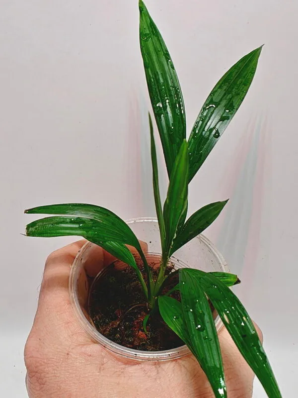 Dicranopygium sp Green Dicranopygium sp Green