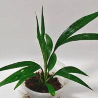 Dicranopygium sp Green