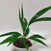 Dicranopygium sp Green Dicranopygium sp Green