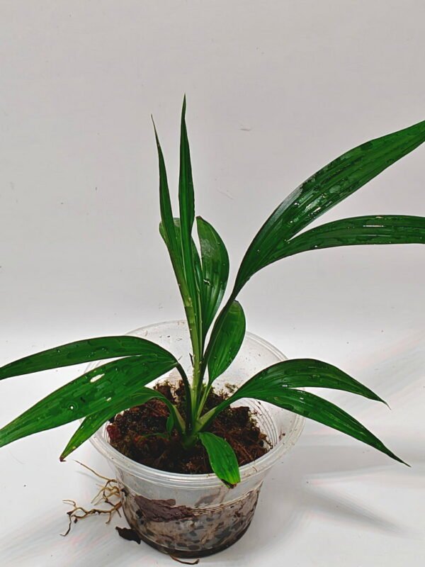 Dicranopygium sp Green