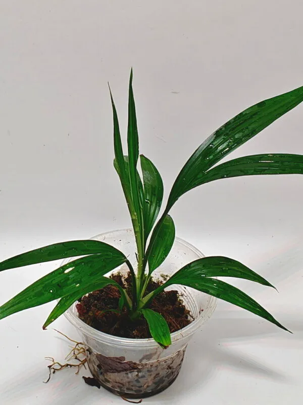 Dicranopygium sp Green Dicranopygium sp Green