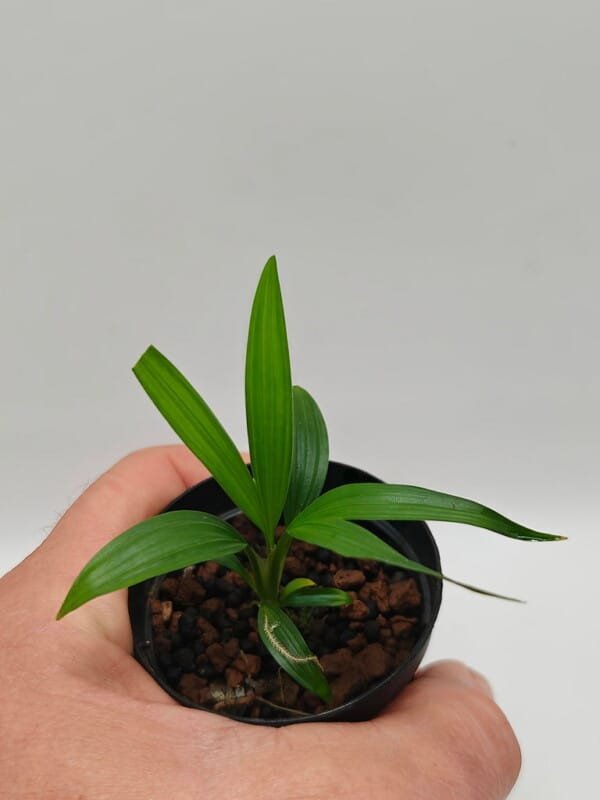 Dicranopygium sp Green