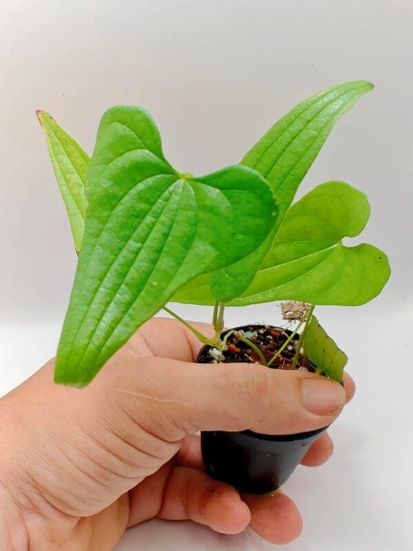 Dioscorea sp Kalimantan (Wysiwyg)