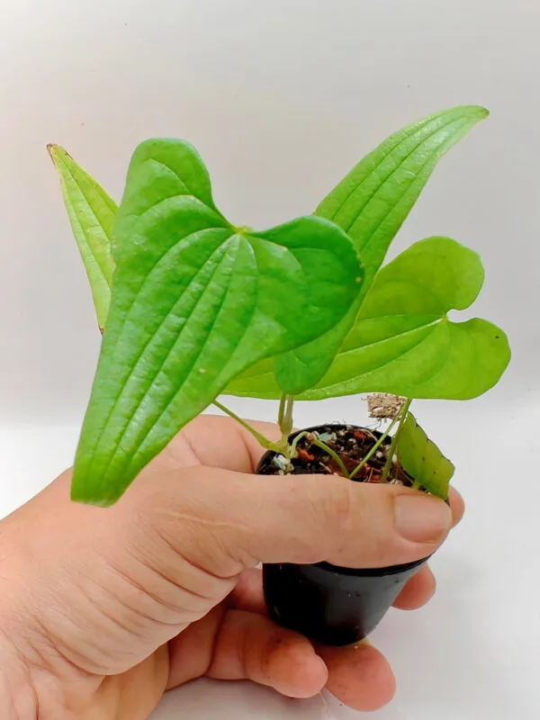 Dioscorea sp Kalimantan