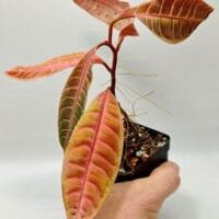 Emblemantha urnulata