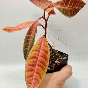 Emblemantha urnulata