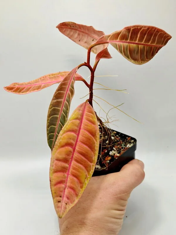 Emblemantha urnulata (Wysiwyg)