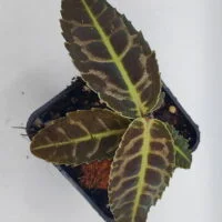 Emblemantha urnulata small