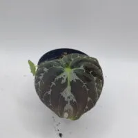 Epithema benthamii