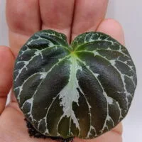 Epithema benthamii
