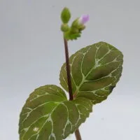 Epithema benthamii