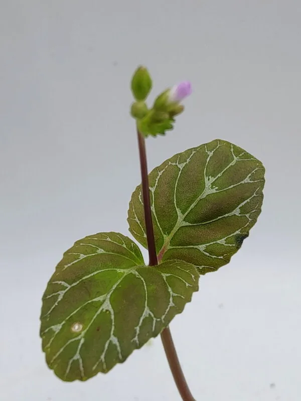 Epithema benthamii