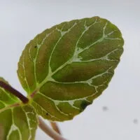 Epithema benthamii