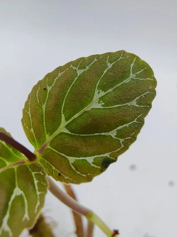 Epithema benthamii