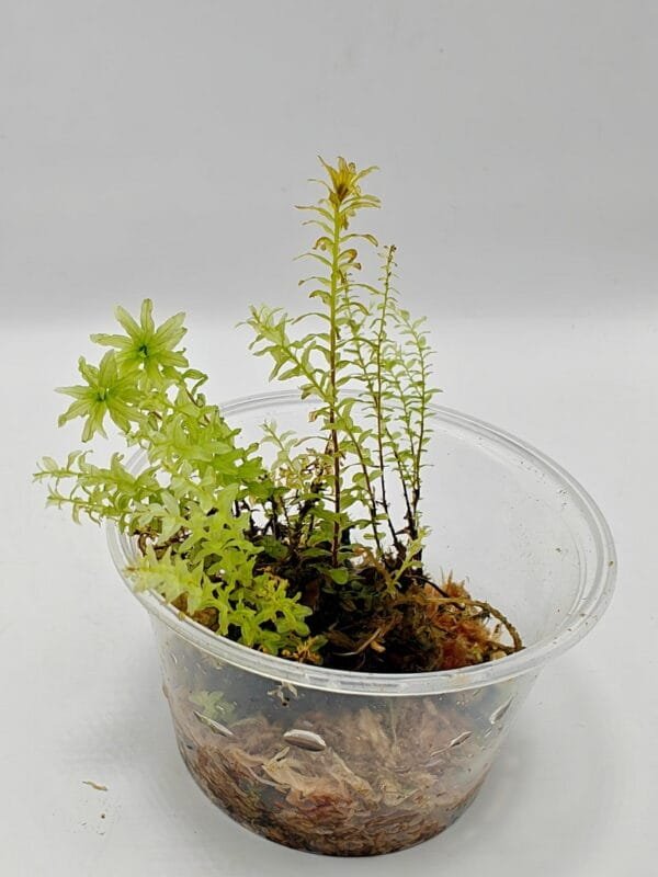 Filmy moss sp Ecuador