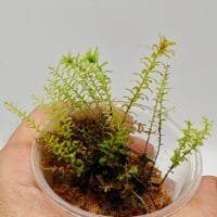 Filmy moss sp Ecuador Filmy moss sp Ecuador