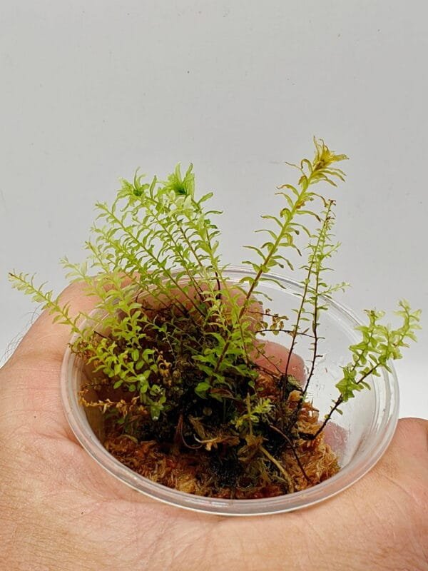 Filmy moss sp Ecuador