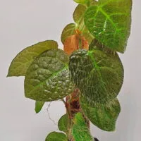 Ficus villosa