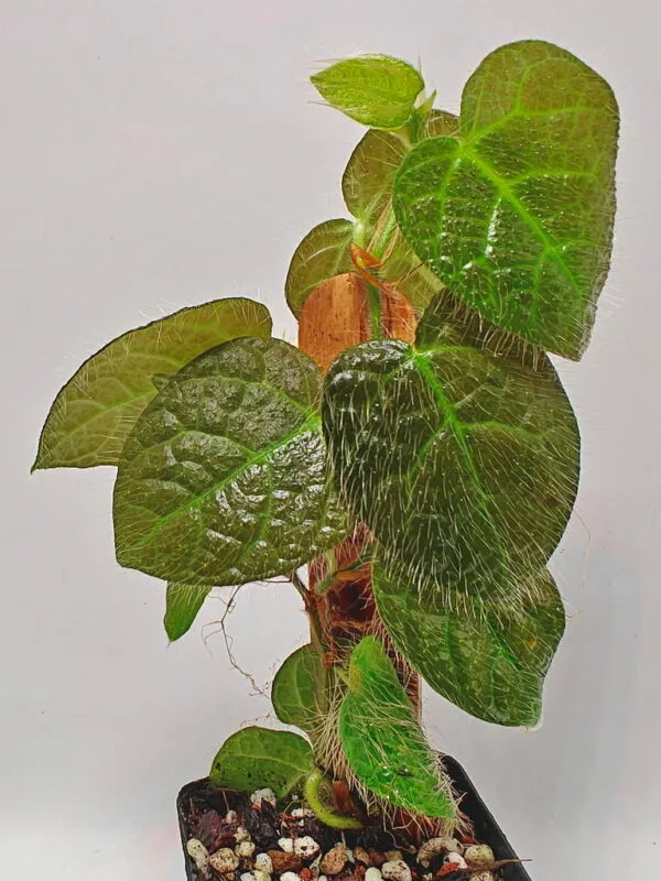 Ficus villosa Ficus villosa