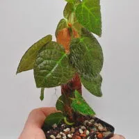 Ficus villosa