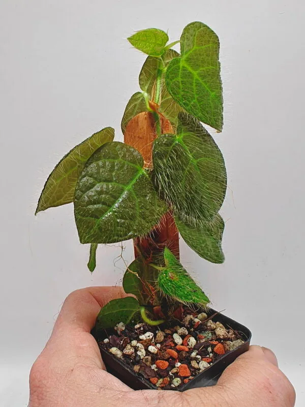 Ficus villosa