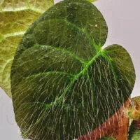 Ficus villosa