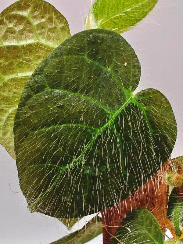Ficus villosa