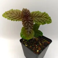 Gasteranthus atratus