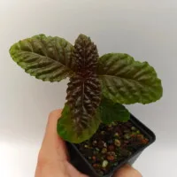 Gasteranthus atratus