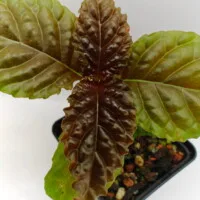 Gasteranthus atratus