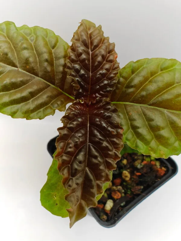 Gasteranthus atratus