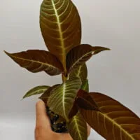 Hoffmannia ghiesbreghtii