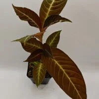 Hoffmannia ghiesbreghtii
