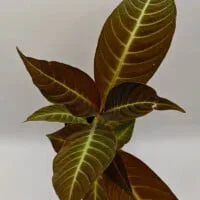 Hoffmannia ghiesbreghtii