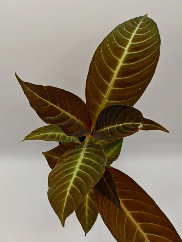 Hoffmannia ghiesbreghtii