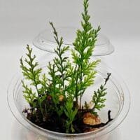 Oplus_17956896 Hymenophyllum sp Sumatra