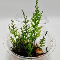 Hymenophyllum sp Sumatra