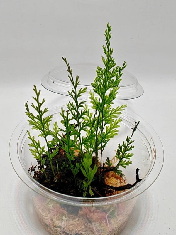 Hymenophyllum sp Sumatra